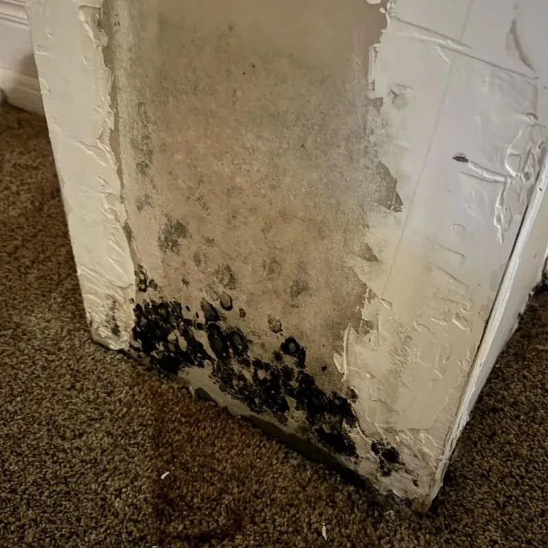 Professional Mold Removal in Porter Heights, TX